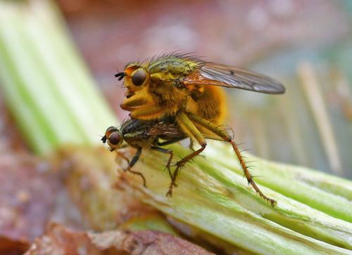 Scathophaga stercoraria